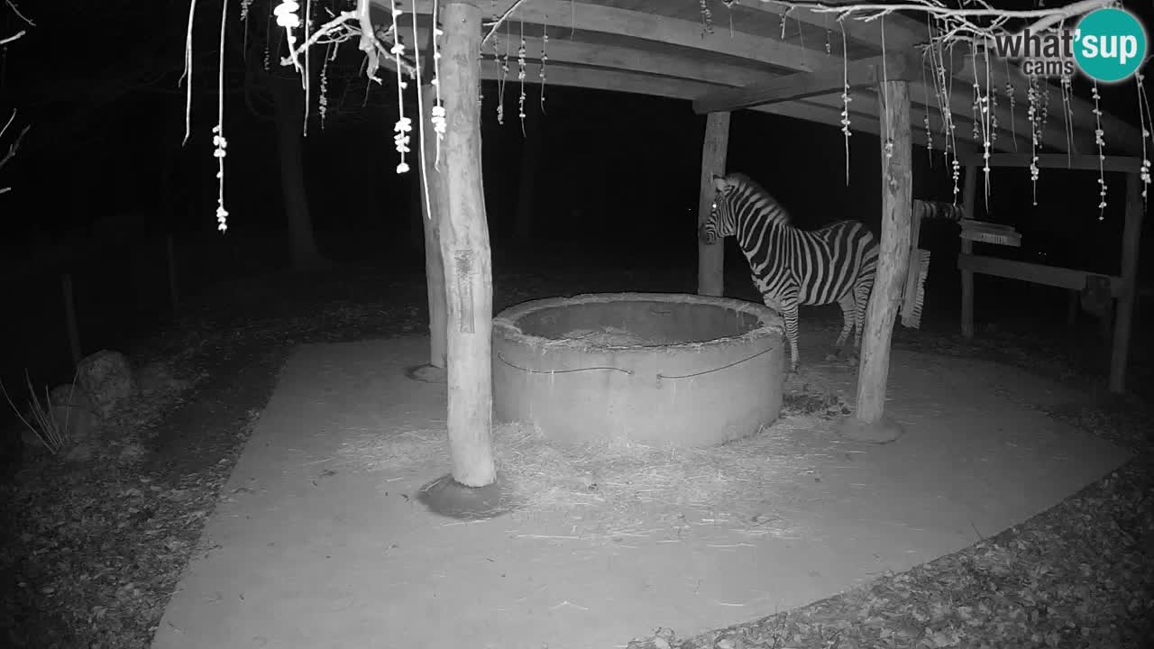 Web kamera uživo Zebras u ZOO Ljubljana – Slovenija