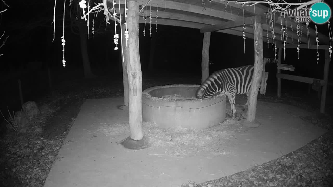 Zebre v živo v živalskem vrtu Ljubljana ZOO spletne kamere