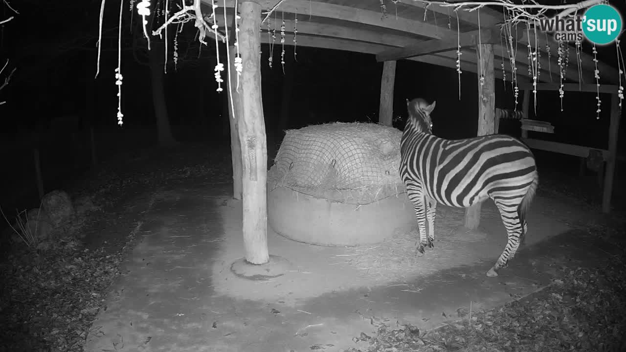 Le Zebre nello ZOO di Ljubljana – Slovenia Live webcam