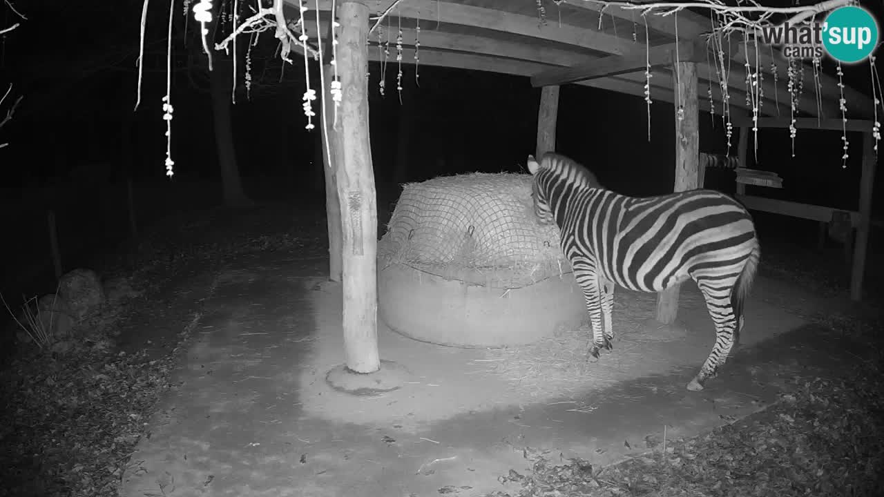 Live Webcam Zebras in Ljubljana ZOO – Slowenien