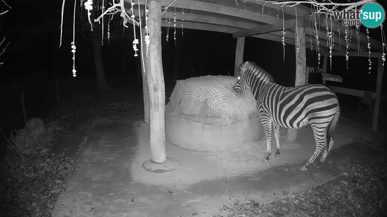 Le Zebre nello ZOO di Ljubljana – Slovenia Live webcam