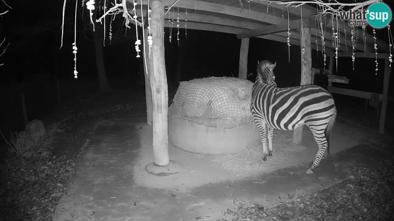 Le Zebre nello ZOO di Ljubljana – Slovenia Live webcam