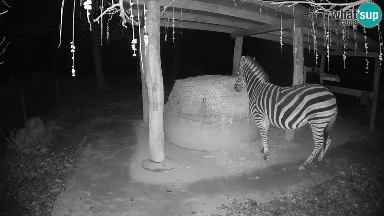 Zebre v živo v živalskem vrtu Ljubljana ZOO spletne kamere