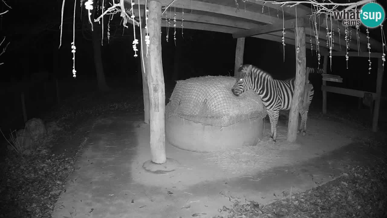 Live Webcam Zebras in Ljubljana ZOO – Slowenien