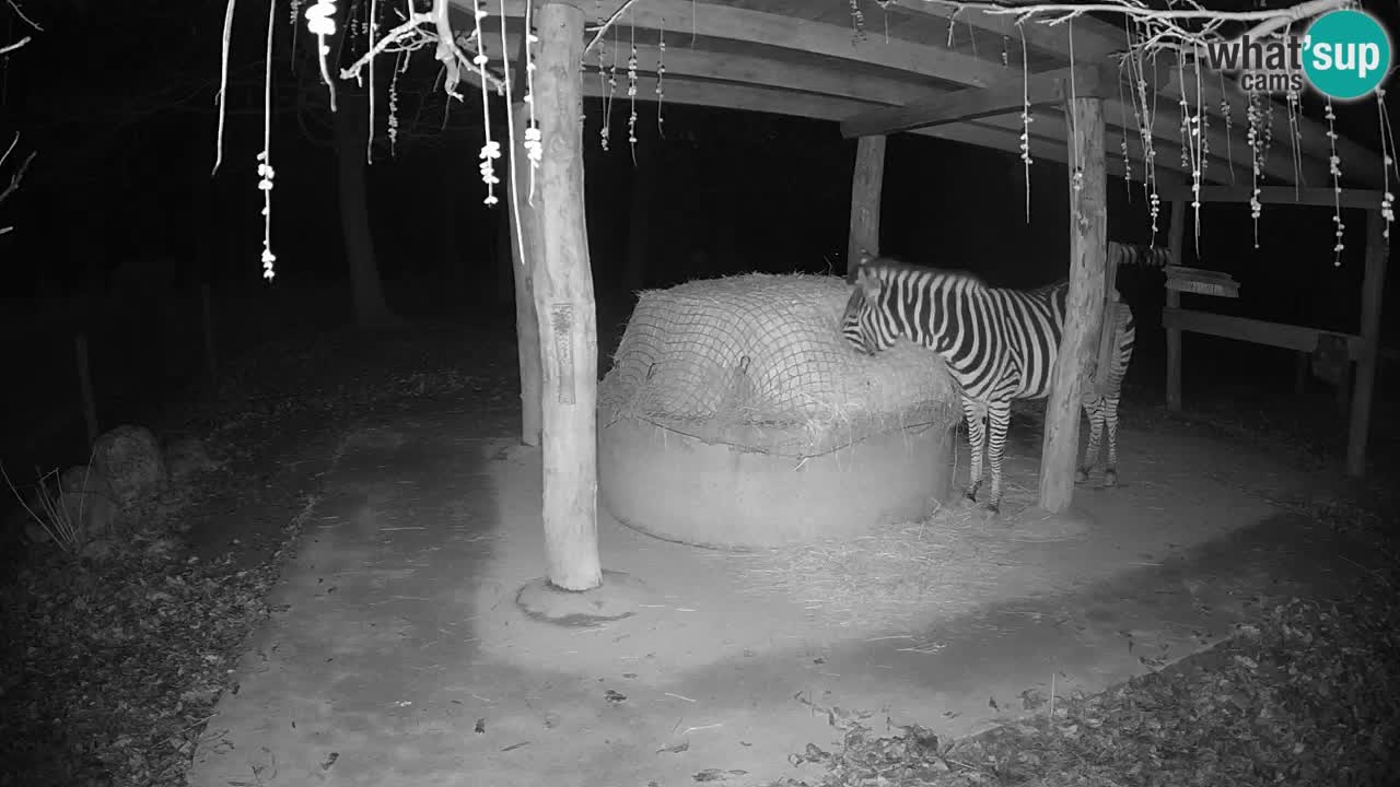 Le Zebre nello ZOO di Ljubljana – Slovenia Live webcam