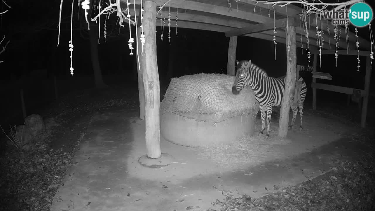 Web kamera uživo Zebras u ZOO Ljubljana – Slovenija