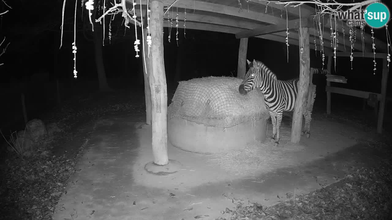 Web kamera uživo Zebras u ZOO Ljubljana – Slovenija