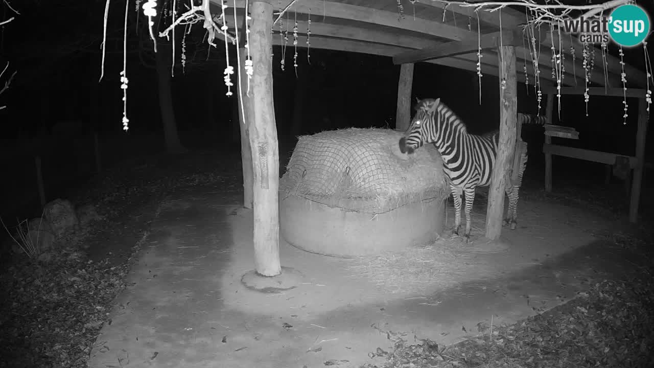 Live Webcam Zebras in Ljubljana ZOO – Slowenien