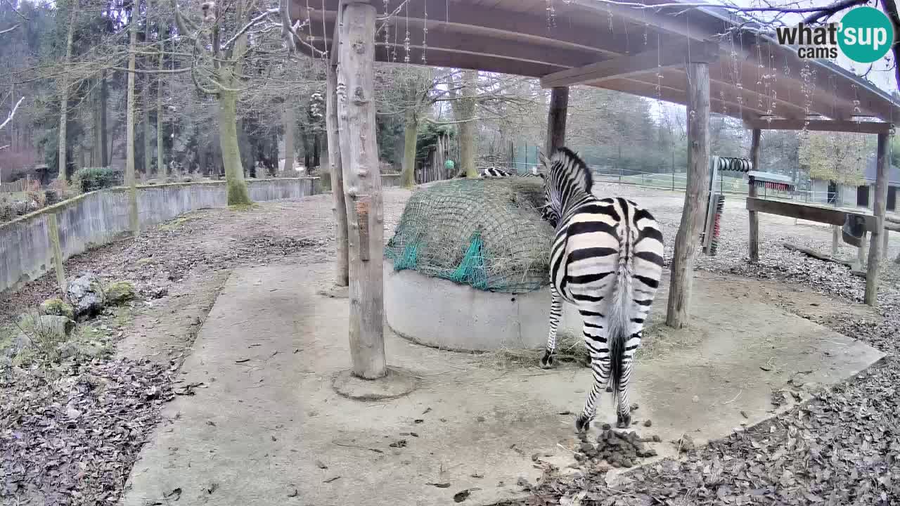 Zebre v živo v živalskem vrtu Ljubljana ZOO spletne kamere