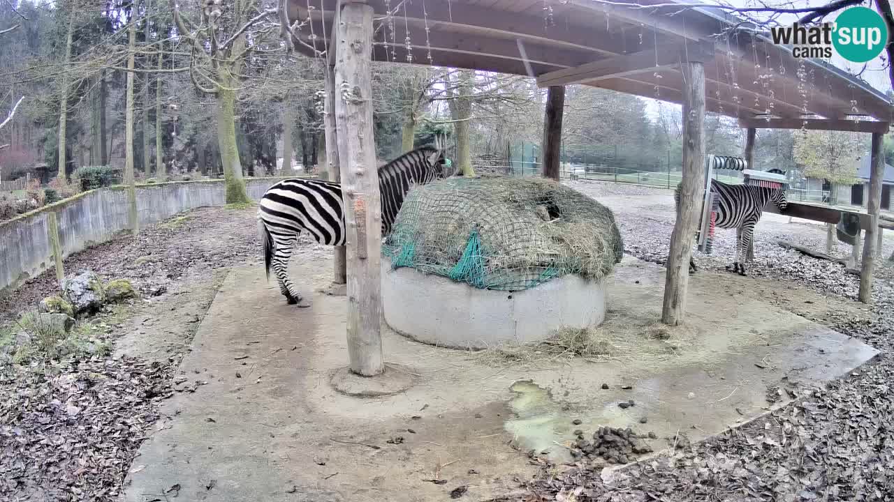 Web kamera uživo Zebras u ZOO Ljubljana – Slovenija