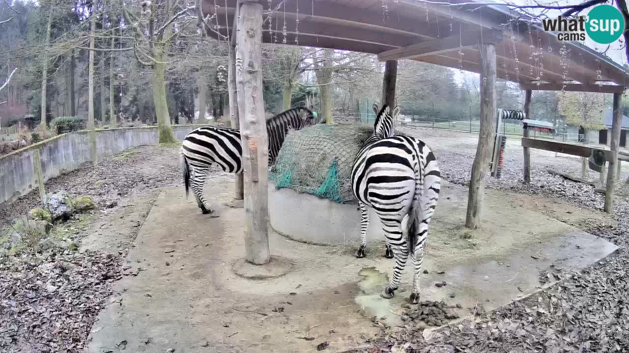 Zebre v živo v živalskem vrtu Ljubljana ZOO spletne kamere