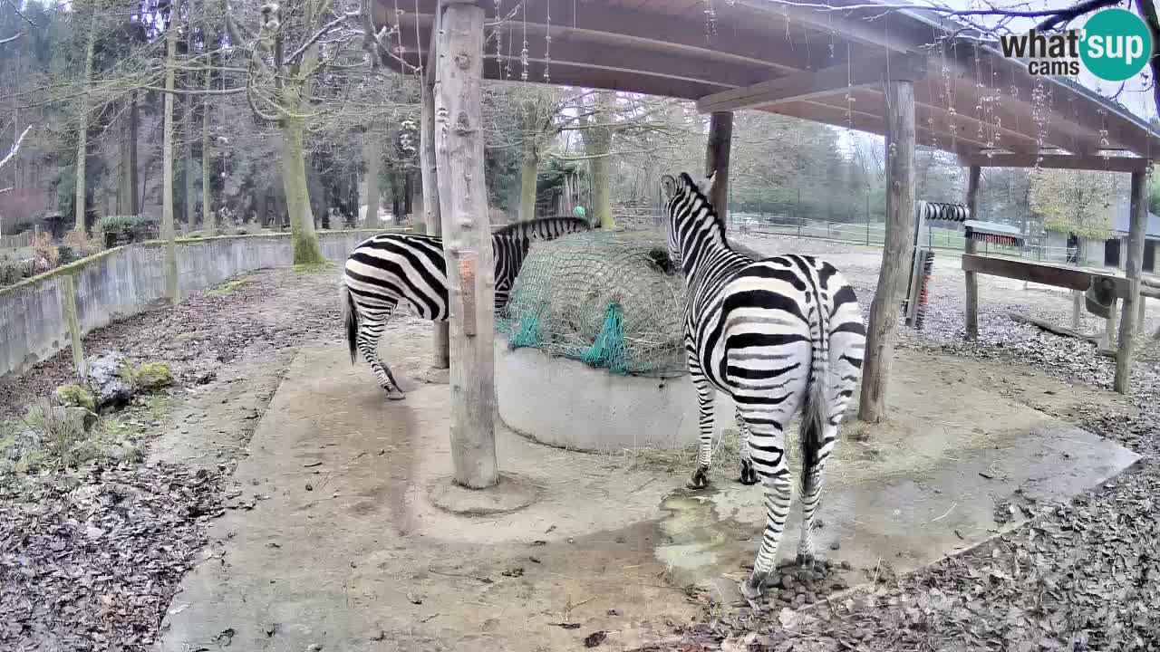 Live Webcam Zebras in Ljubljana ZOO – Slowenien