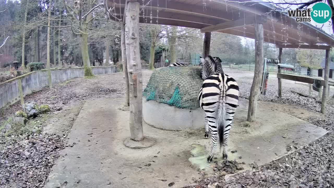 Zebre v živo v živalskem vrtu Ljubljana ZOO spletne kamere