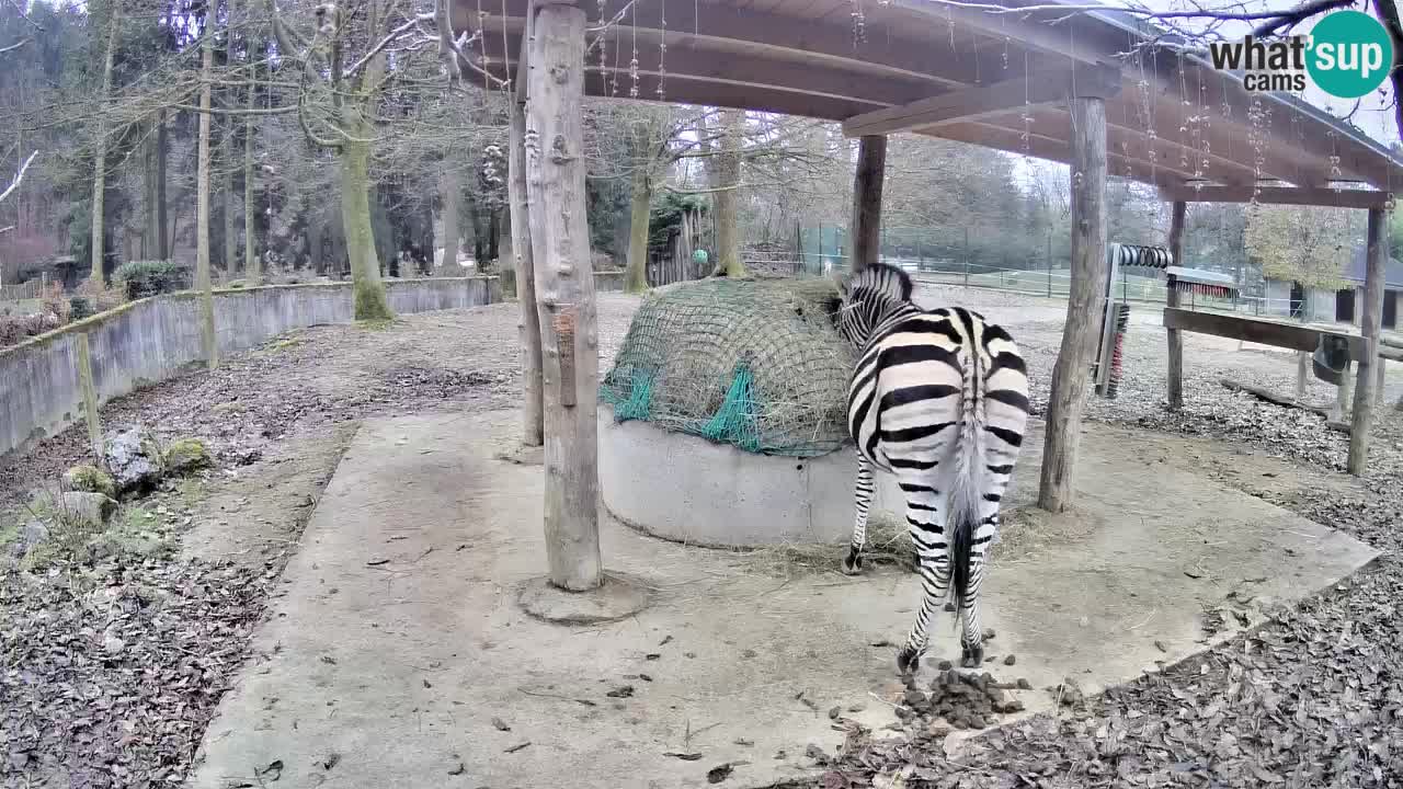 Le Zebre nello ZOO di Ljubljana – Slovenia Live webcam