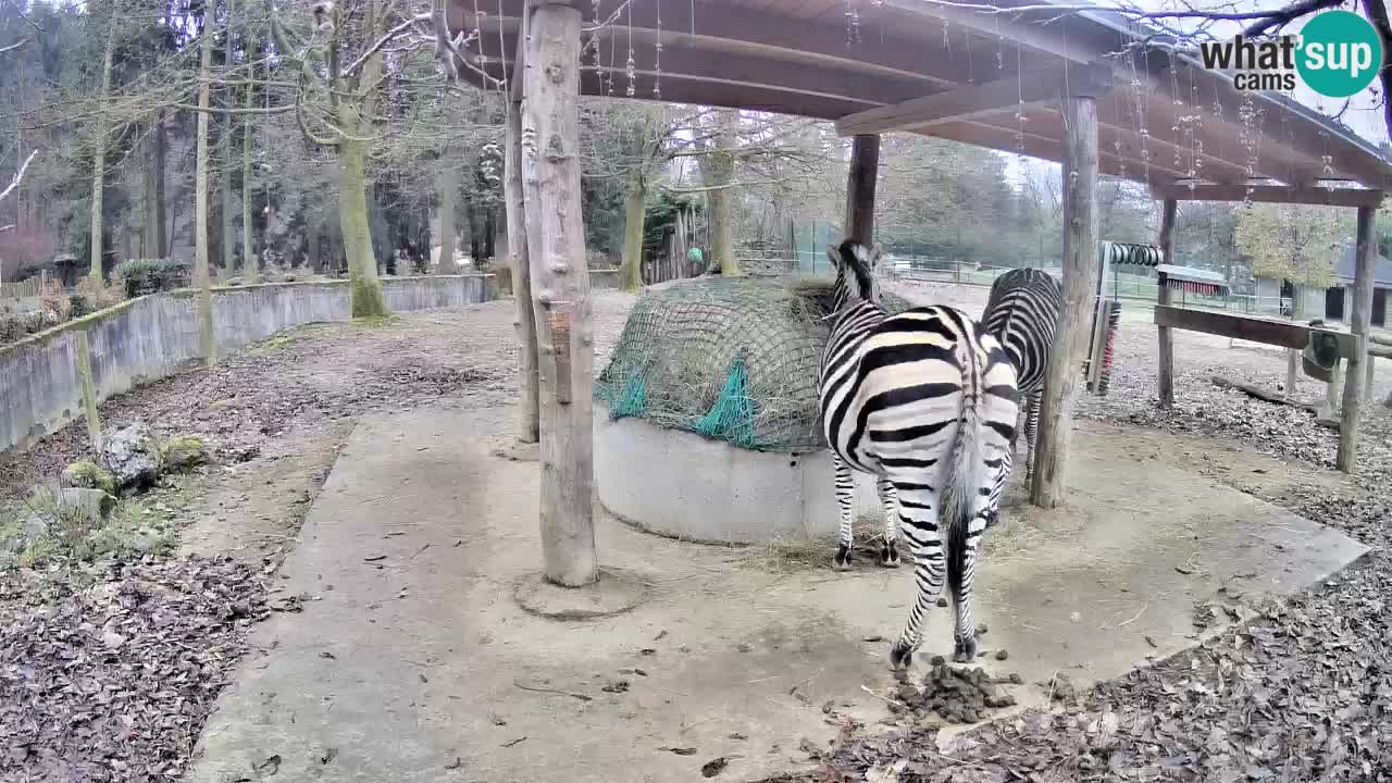 Le Zebre nello ZOO di Ljubljana – Slovenia Live webcam