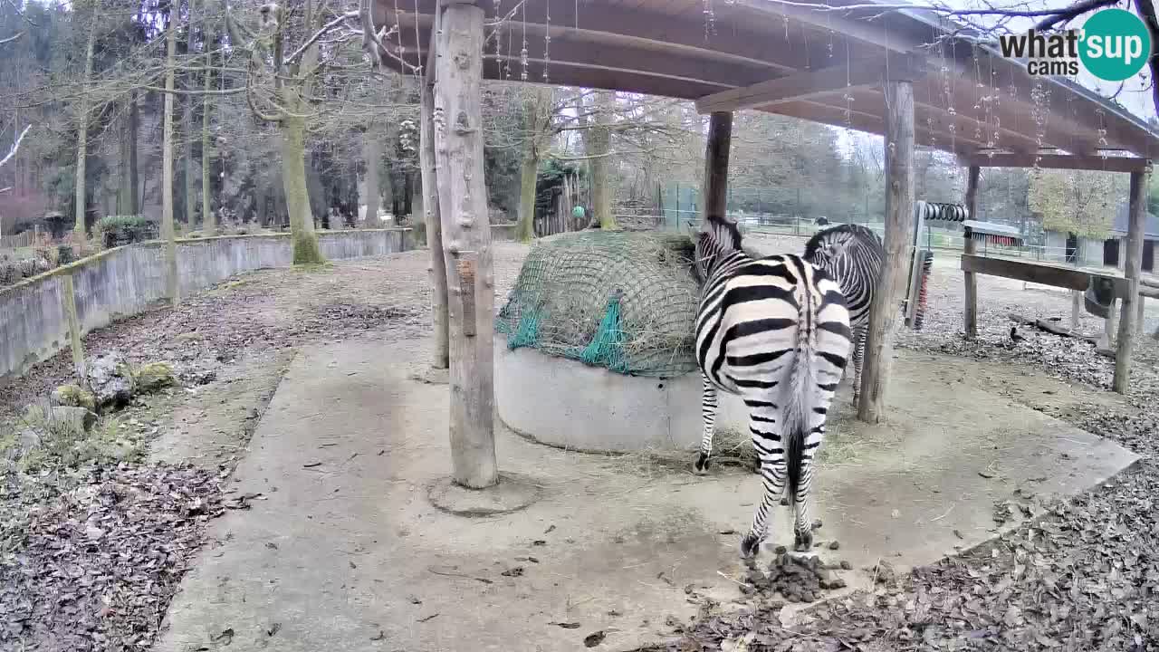 Web kamera uživo Zebras u ZOO Ljubljana – Slovenija