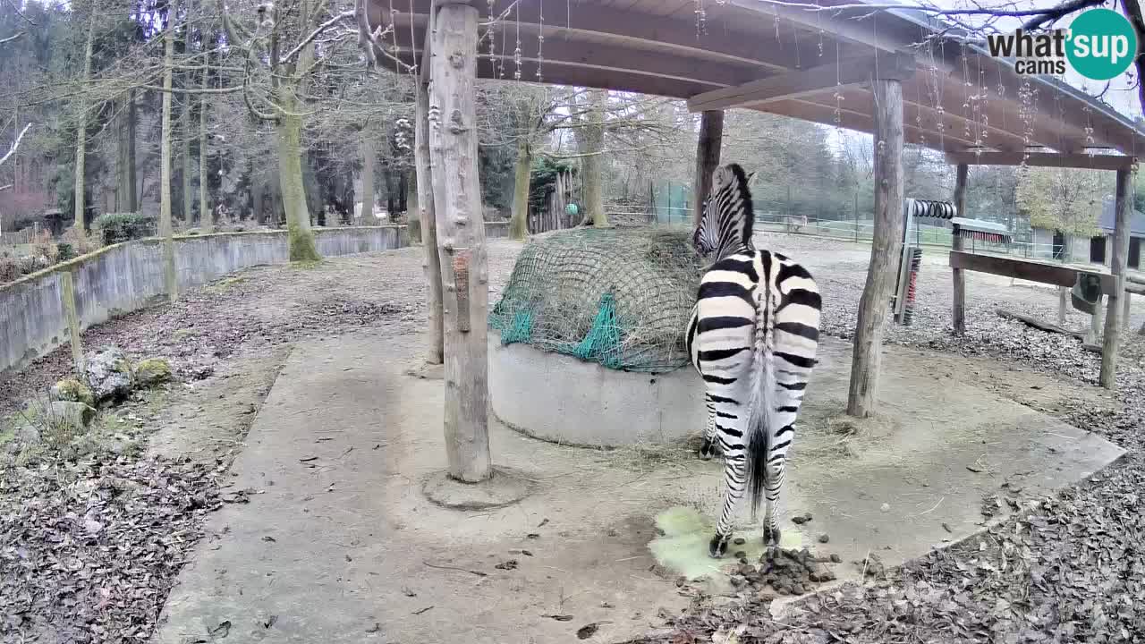 Live Webcam Zebras in Ljubljana ZOO – Slowenien