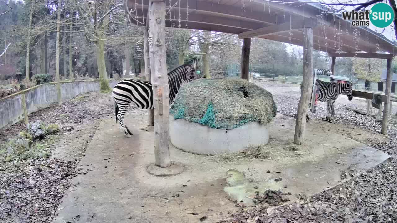 Le Zebre nello ZOO di Ljubljana – Slovenia Live webcam