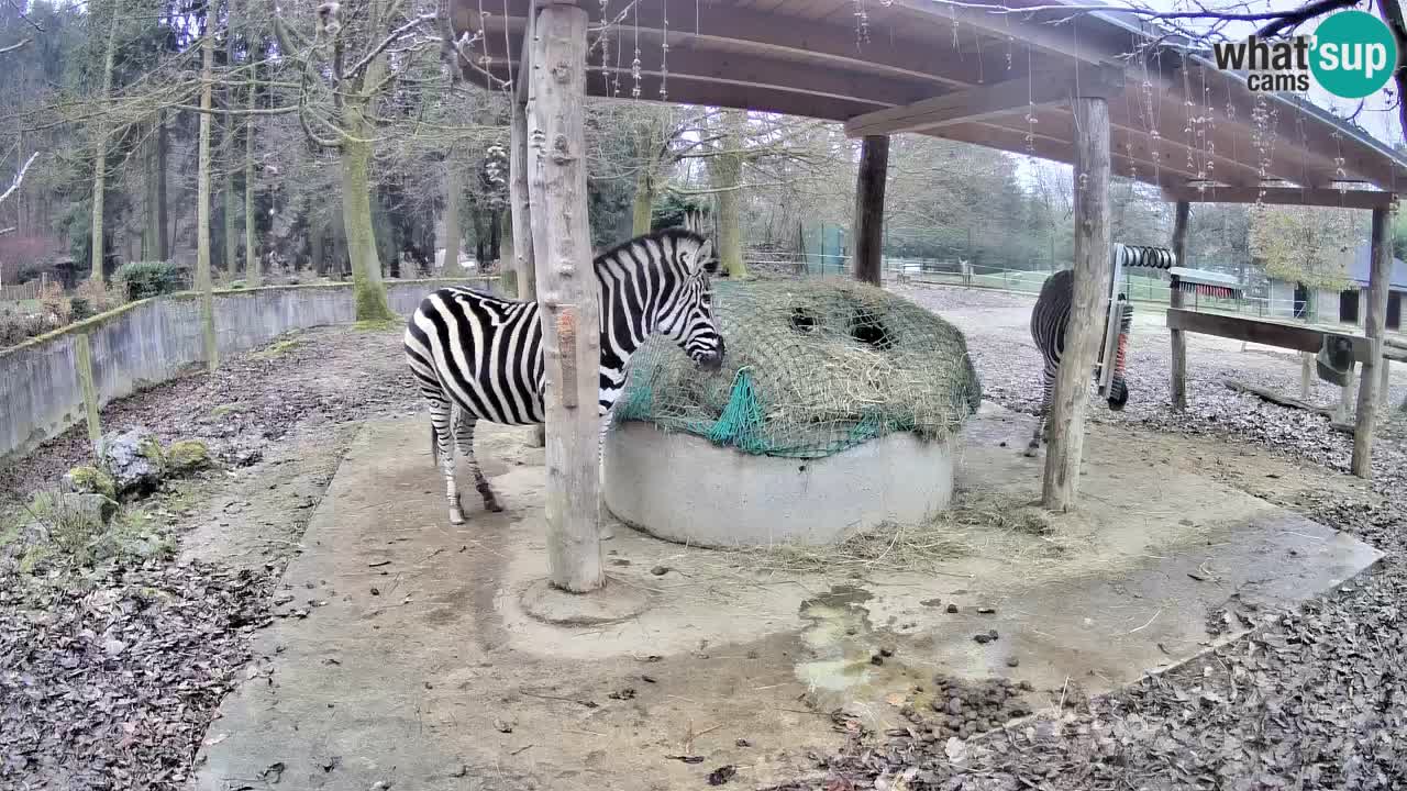 Le Zebre nello ZOO di Ljubljana – Slovenia Live webcam