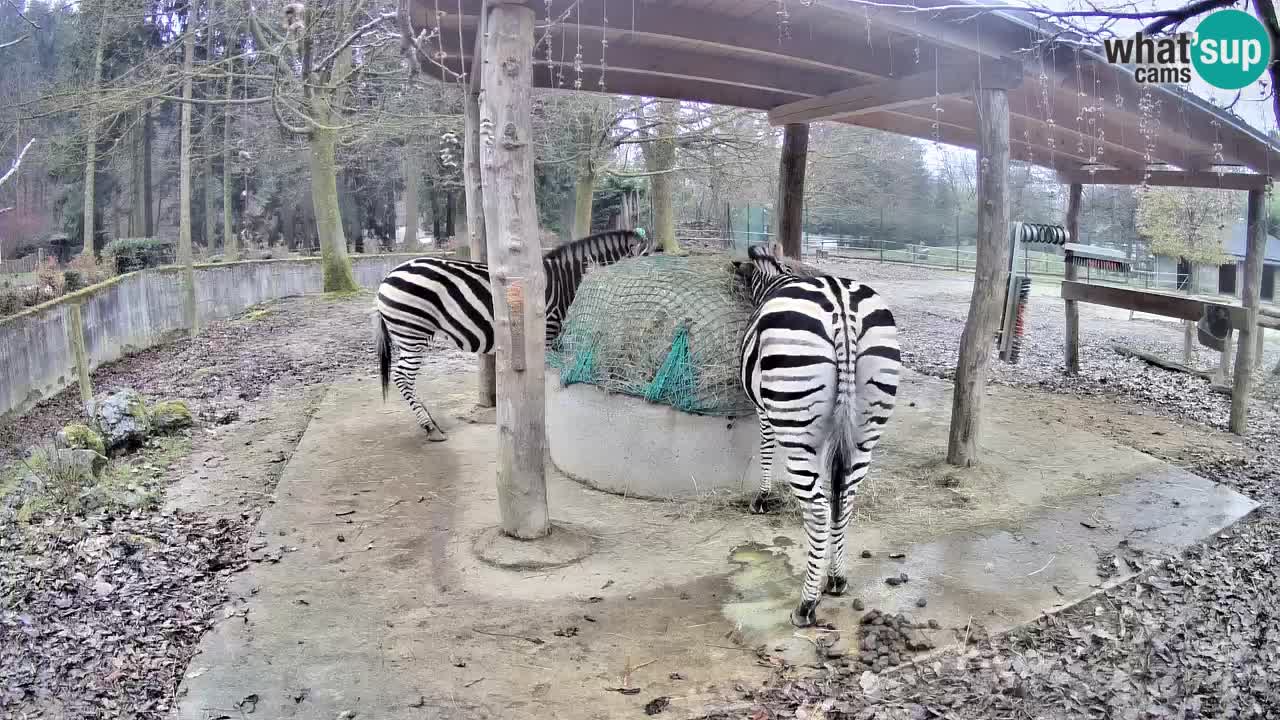 Zebre v živo v živalskem vrtu Ljubljana ZOO spletne kamere