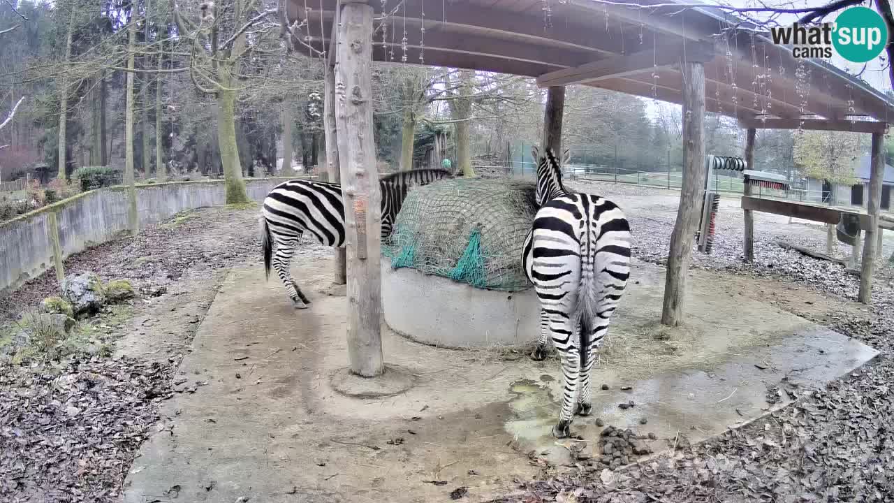 Le Zebre nello ZOO di Ljubljana – Slovenia Live webcam