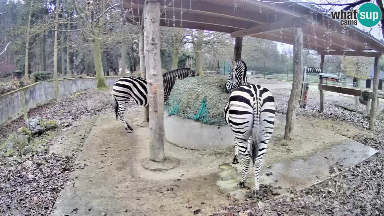 Le Zebre nello ZOO di Ljubljana – Slovenia Live webcam