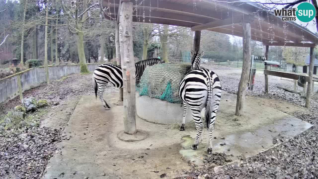 Le Zebre nello ZOO di Ljubljana – Slovenia Live webcam