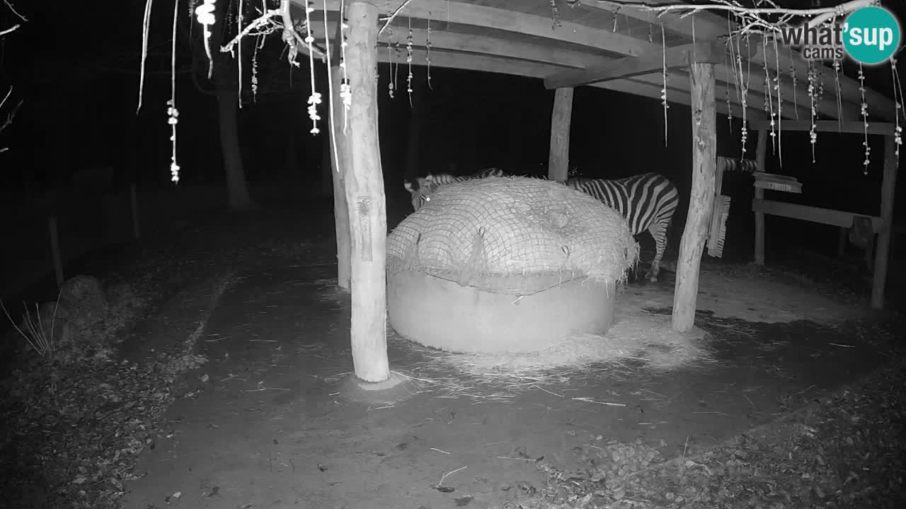 Le Zebre nello ZOO di Ljubljana – Slovenia Live webcam