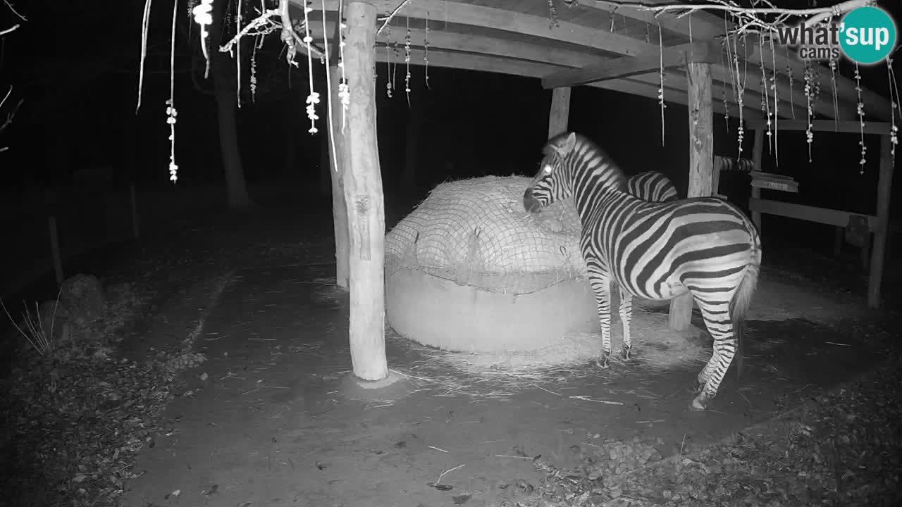 Camera en vivo Cebras in Ljubljana ZOO – Eslovenia