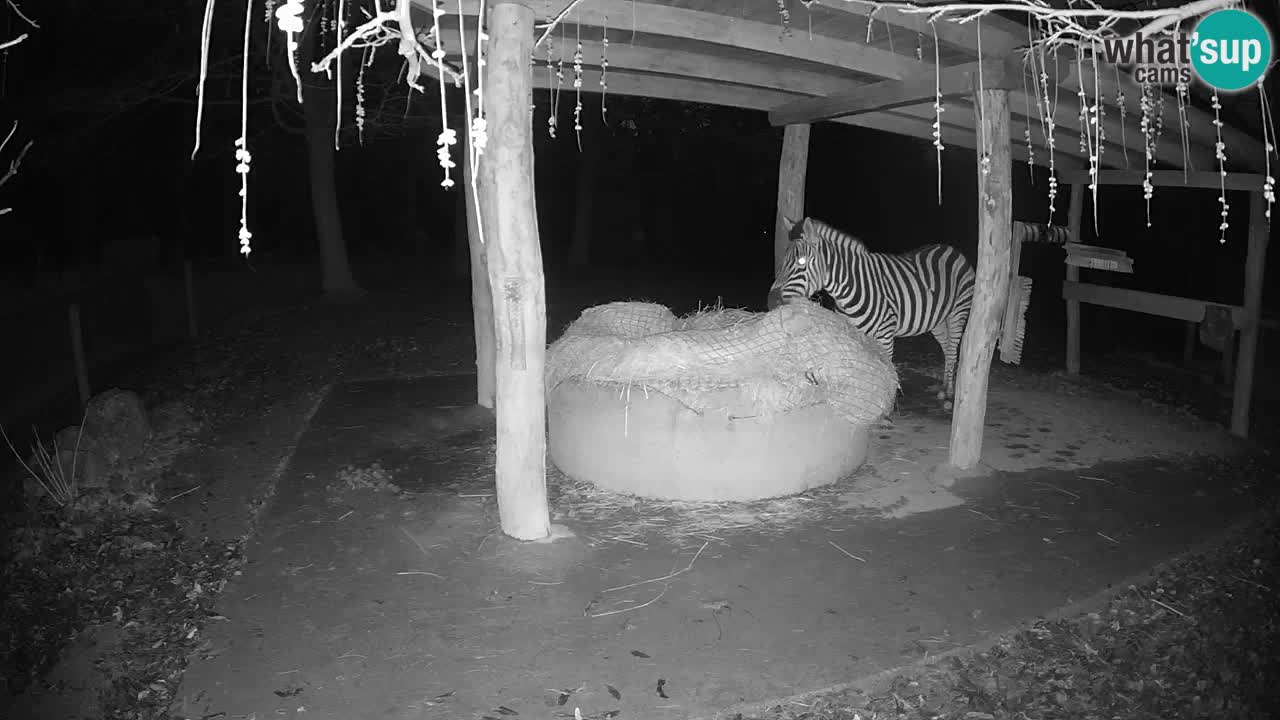 Le Zebre nello ZOO di Ljubljana – Slovenia Live webcam