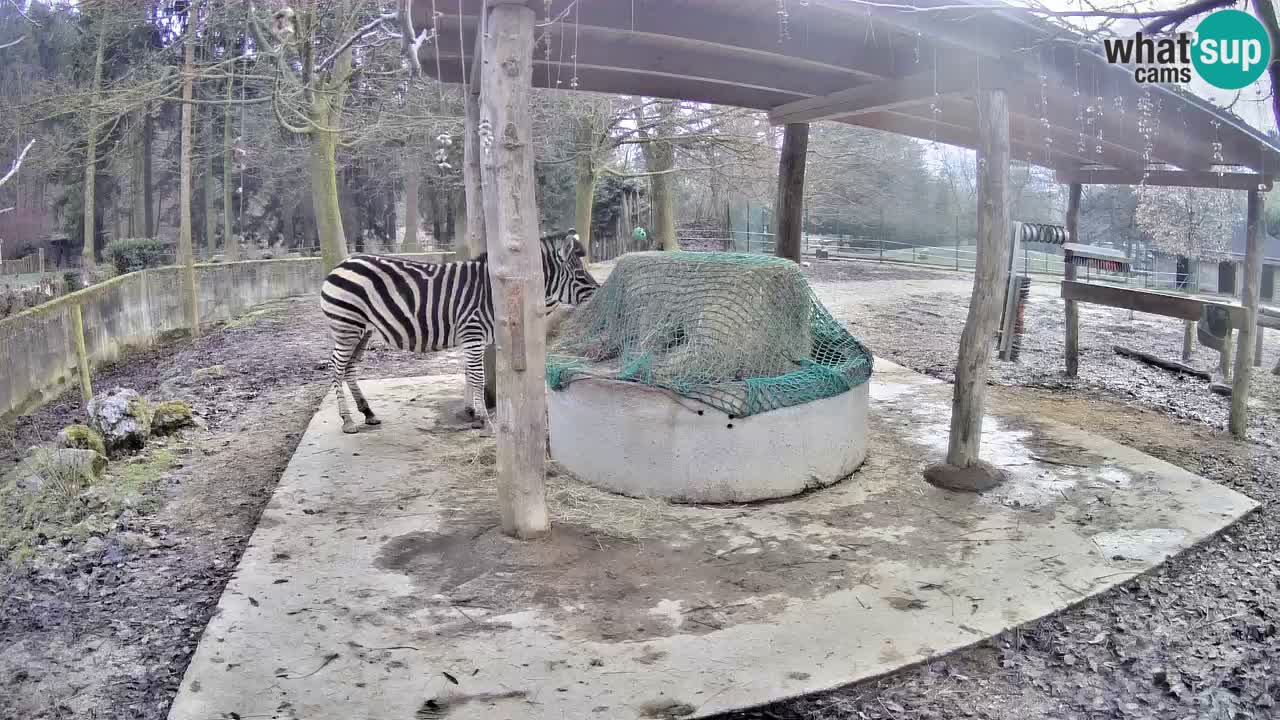 Live webcam Zebras in Ljubljana ZOO – Slovenia