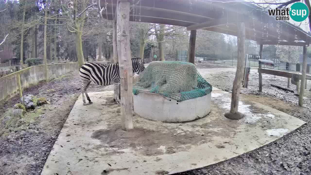 Live webcam Zebras in Ljubljana ZOO – Slovenia