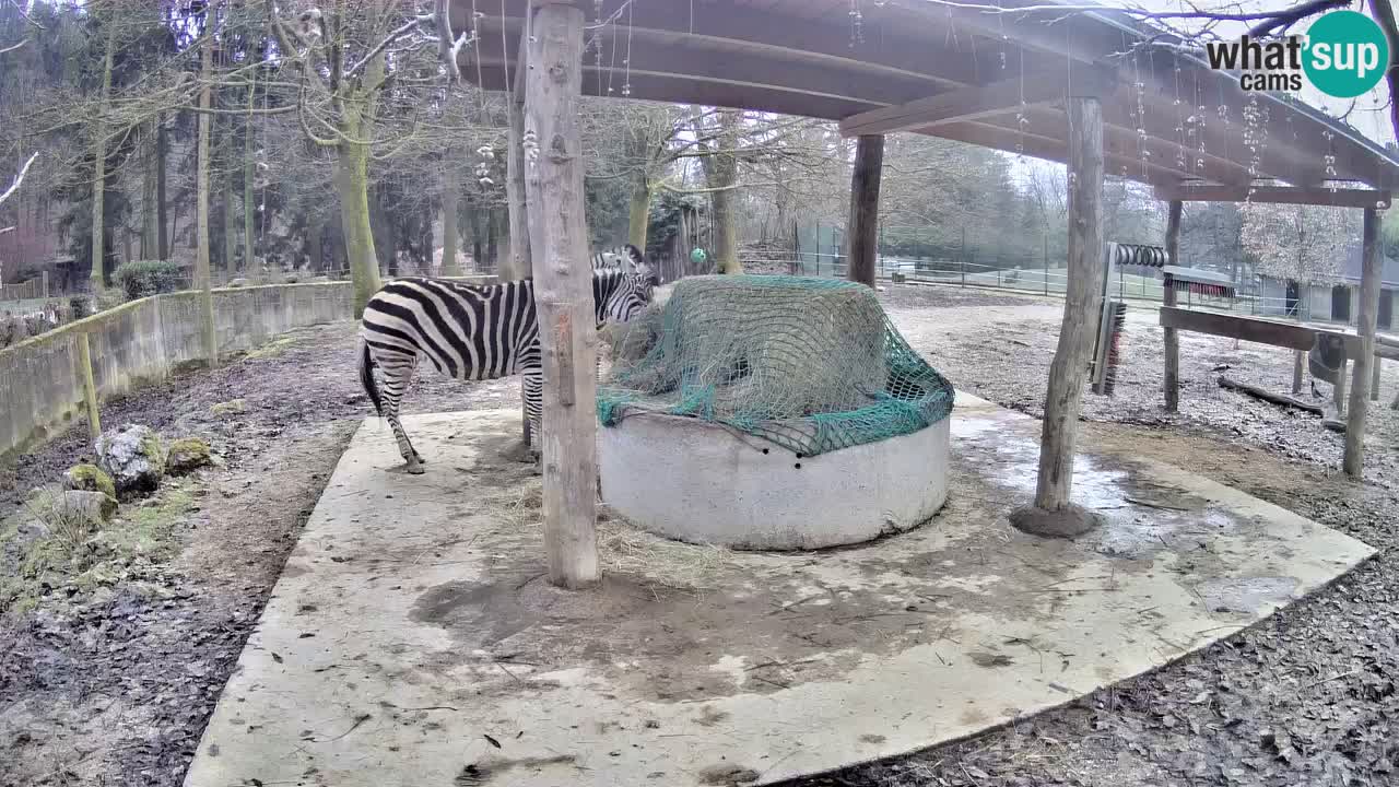 Live Webcam Zebras in Ljubljana ZOO – Slowenien