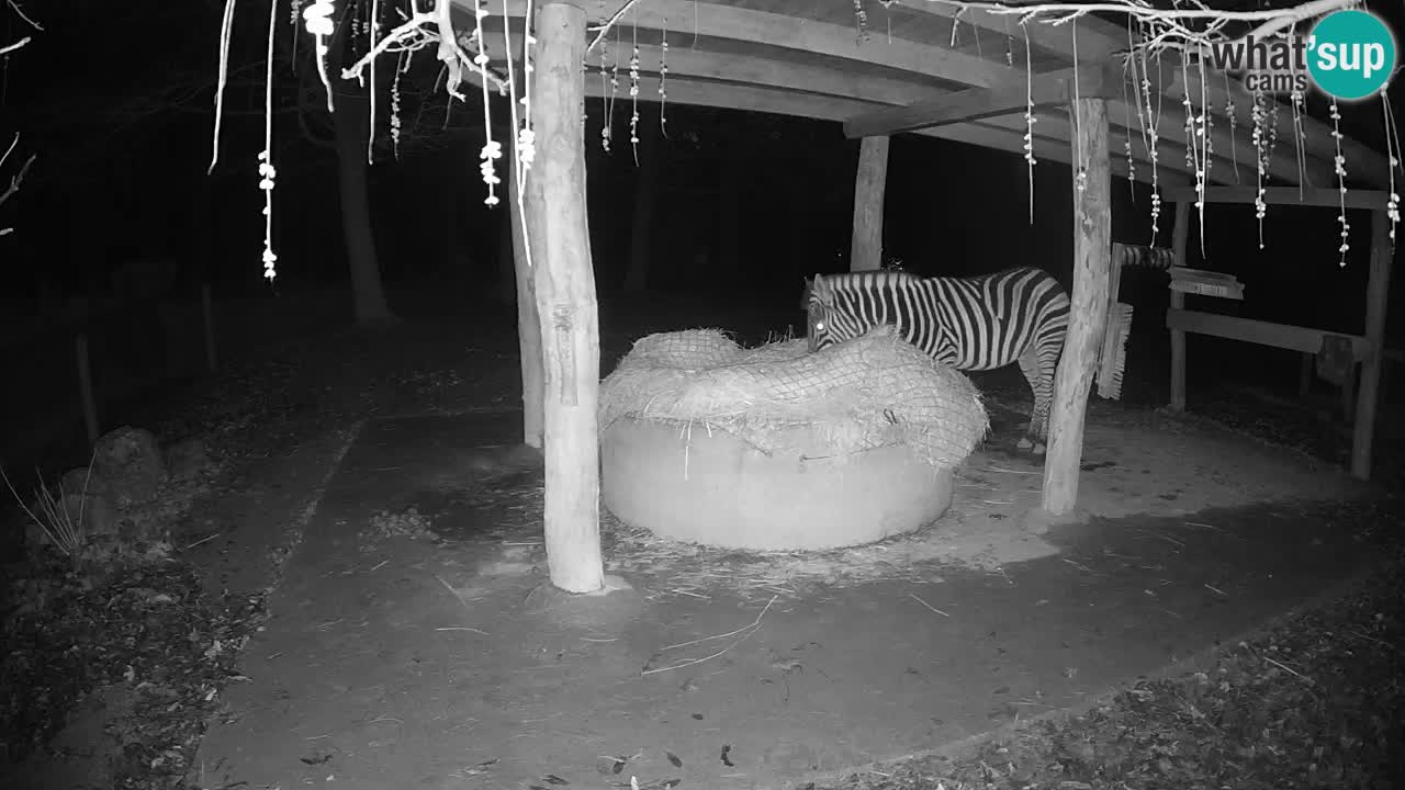 Le Zebre nello ZOO di Ljubljana – Slovenia Live webcam