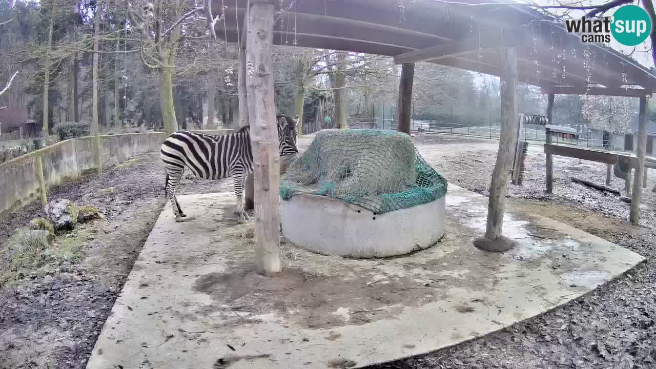 Live webcam Zebras in Ljubljana ZOO – Slovenia