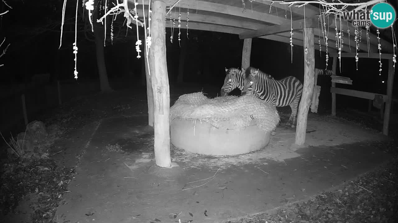 Live Webcam Zebras in Ljubljana ZOO – Slowenien