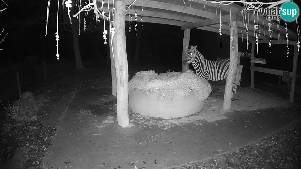 Web kamera uživo Zebras u ZOO Ljubljana – Slovenija