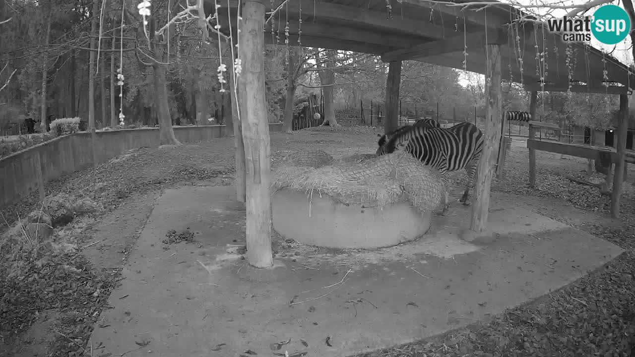 Zebre v živo v živalskem vrtu Ljubljana ZOO spletne kamere