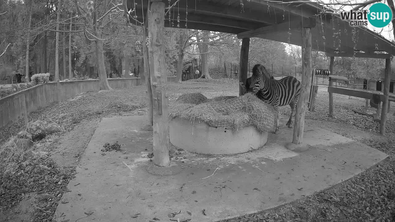 Web kamera uživo Zebras u ZOO Ljubljana – Slovenija