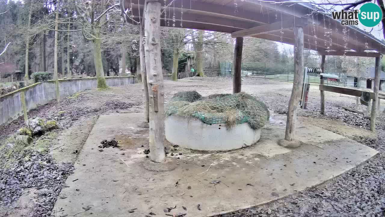 Web kamera uživo Zebras u ZOO Ljubljana – Slovenija