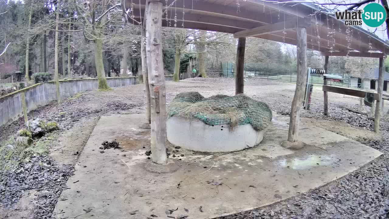 Live Webcam Zebras in Ljubljana ZOO – Slowenien