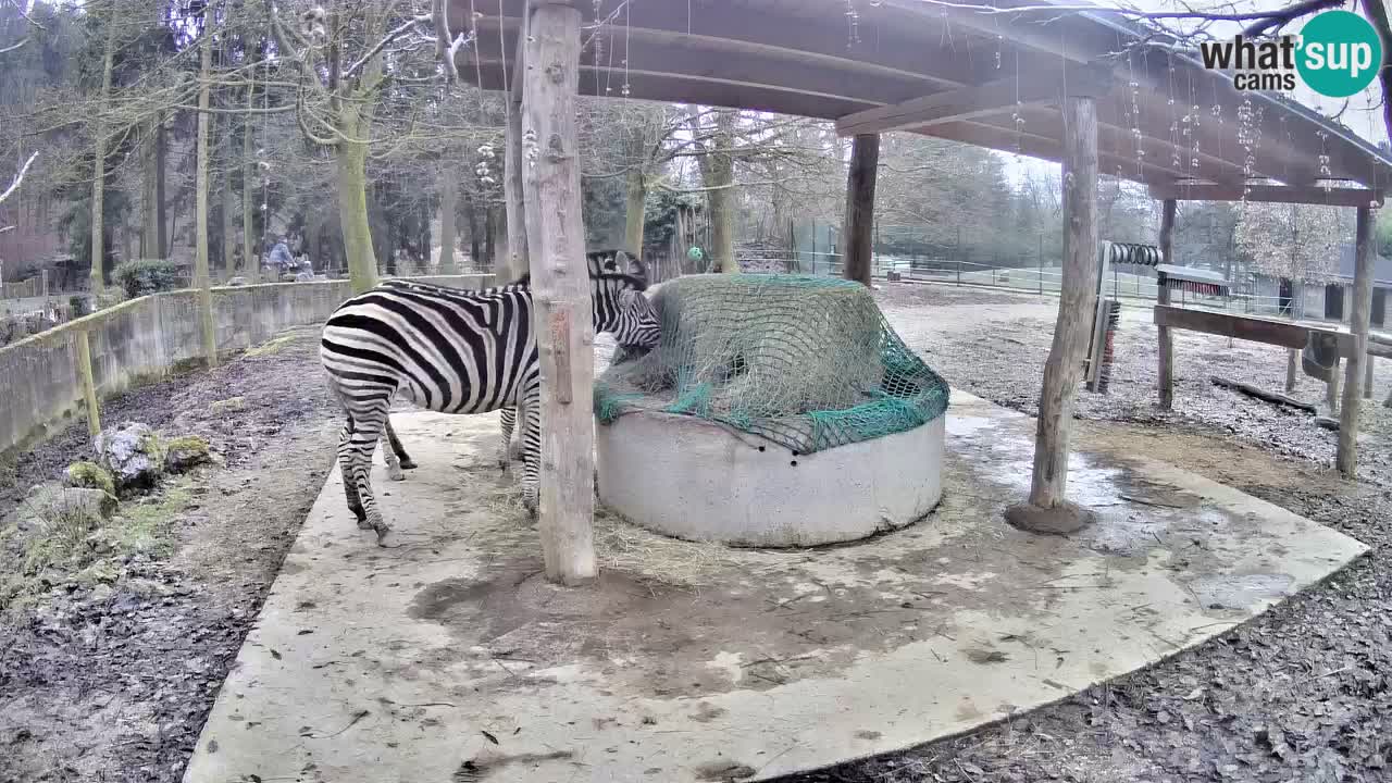 Live webcam Zebras in Ljubljana ZOO – Slovenia