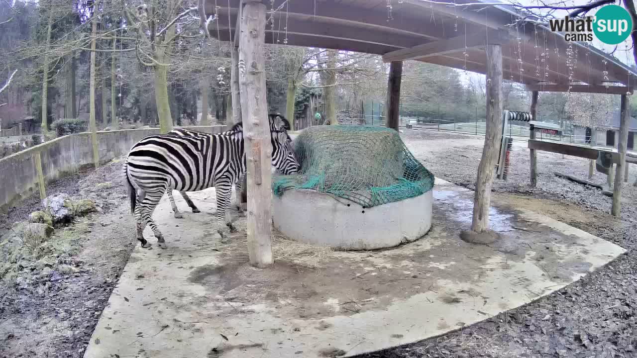 Live webcam Zebras in Ljubljana ZOO – Slovenia