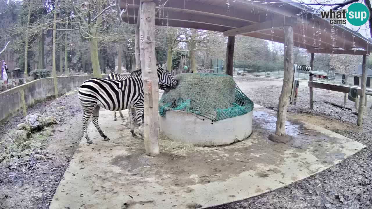 Live webcam Zebras in Ljubljana ZOO – Slovenia