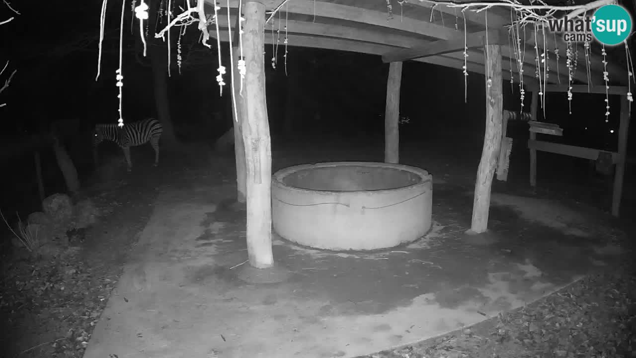 Live webcam Zebras in Ljubljana ZOO – Slovenia