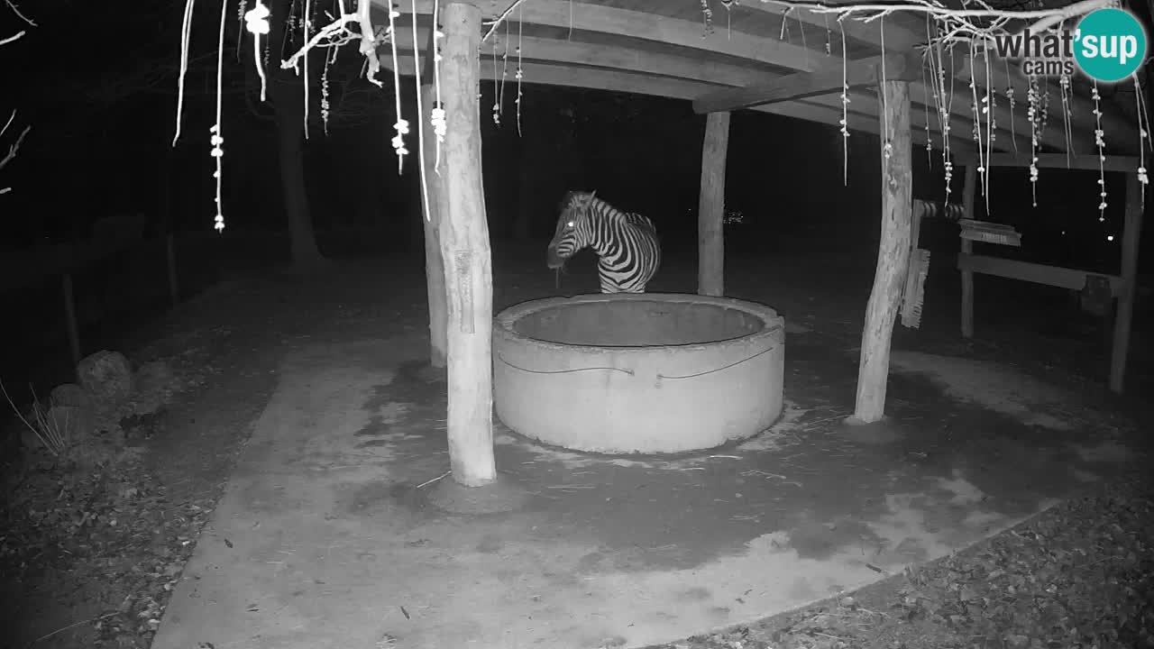 Live webcam Zebras in Ljubljana ZOO – Slovenia