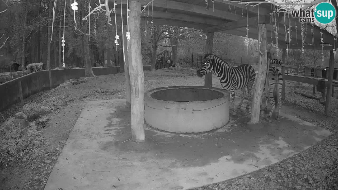 Live webcam Zebras in Ljubljana ZOO – Slovenia