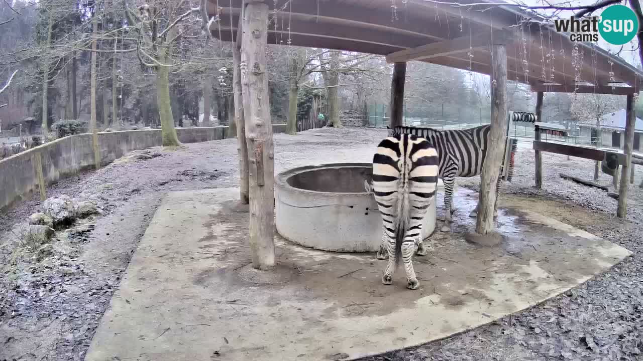 Live webcam Zebras in Ljubljana ZOO – Slovenia