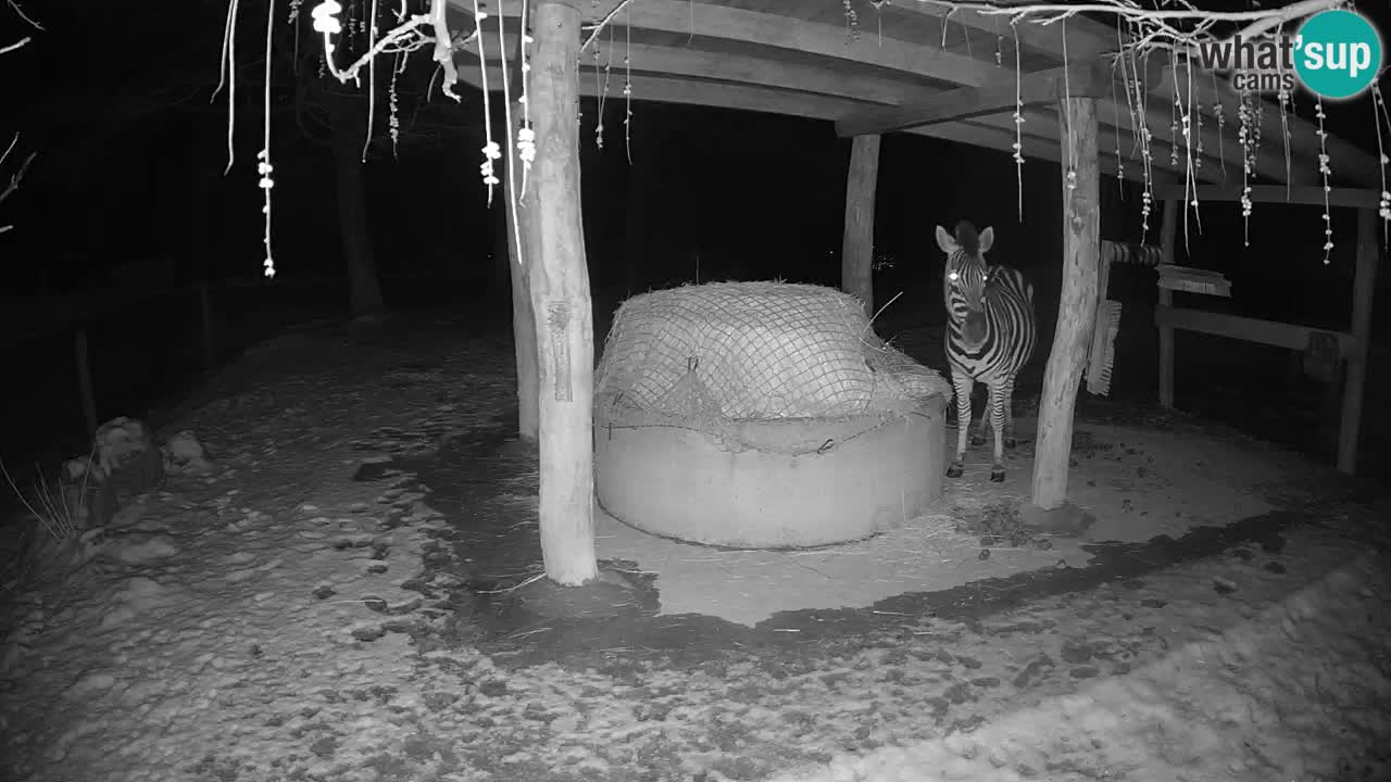 Live webcam Zebras in Ljubljana ZOO – Slovenia