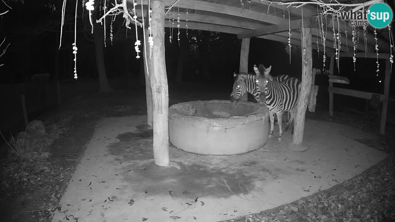 Zebre v živo v živalskem vrtu Ljubljana ZOO spletne kamere